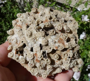 Beau Corail Fossile & Homotrema rubrum 8.5x8cm collection cabinet curiosité rare - Picture 1 of 12