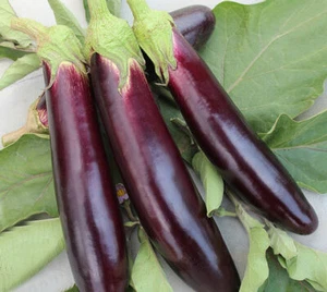 MELANZANA VIOLETTA LUNGA 2 - NUMERO DI SEMI PER GRAMMO 250 - Imagen 1 de 3