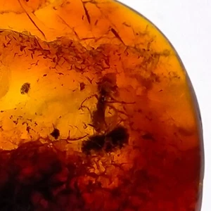 Baltic Amber w/ preserved ant fossil insect inclusion polished gemstone 30.7ct - Picture 1 of 8