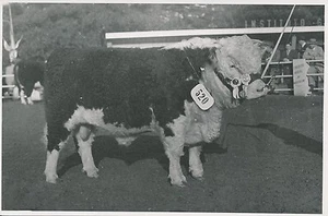 ARGENTINE c. 1952 - Concours Agricole Vaches, Chevaux, Boeufs  - P726 - Picture 1 of 2