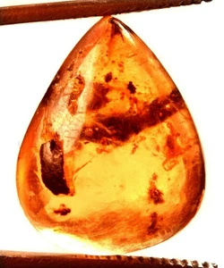 10.90 Cts. Natural Genuine Old Baltic Amber Untreated Certified Gemstone - Picture 1 of 4
