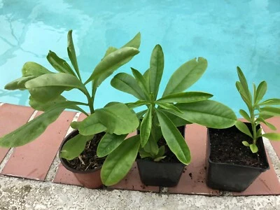 JEWELS OF OPAR AKA TALINUM PANICULATUM (FAME FLOWER) EDIBLE PLANT LIKE A SPINACH - Image 1 of 4