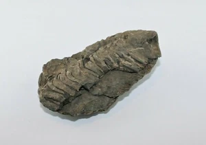 Trilobit Calymene Fossil Marokko Gliederfüßer Fossilien TRC Trilobite - Bild 1 von 46