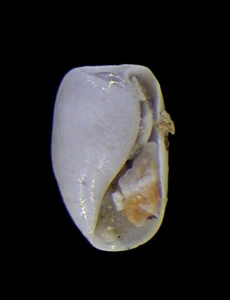 RETUSA MINUTISSIMA WOOOOOW - Picture 1 of 1