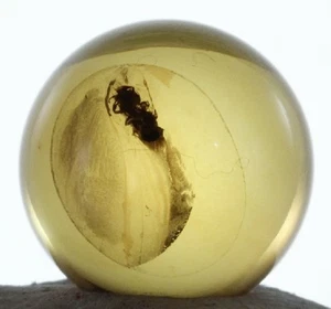++ ANT in Mexican Amber Sphere 12mmd ++ - Picture 1 of 9
