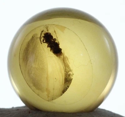 ++ ANT in Mexican Amber Sphere 12mmd ++ - Image 1 of 4