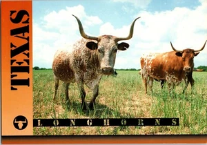 Postcard Texas Longhorn Bos taurus taurus Beef Cattle - Picture 1 of 2