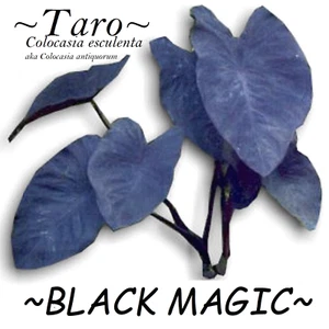 ~BLACK MAGIC~ TARO Colocasia antiquorum Elephant Ear Live small starter Plant - Picture 1 of 11