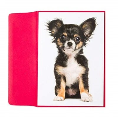 Papyrus by Marcel Schurman Chihuahua Puppy Sitting Birthday Card - Image 1 of 2