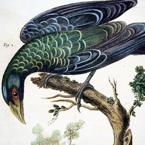 1760 Billed Ani, Martinet (b1725), Brisson, exquisite hand colour, ornithology - Picture 1 of 5