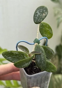 Beautiful Hoya Lima Splash✨(Rare)~Established Indoor/Outdoor Plant🌿 - Picture 1 of 5