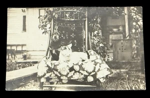 GATO Y PERRO SENTADOS JUNTOS EN SILLA "TOOTS AND MEETZ" RPPC 1910S LINDAS MASCOTAS - Imagen 1 de 3