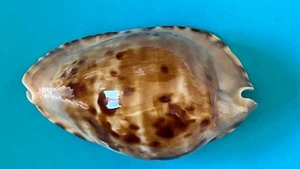 CYPRAEA ZOILA MARGINATA CONSUETA SEASHELL F+++ 59.5 MM - Picture 1 of 10