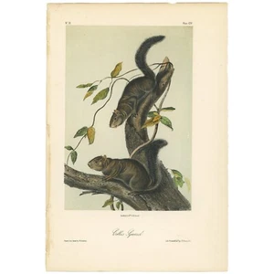 Audubon Quadrupeds Octavo Bowen 1849 h/c litografía Pl 104 Collies ardilla - Imagen 1 de 2