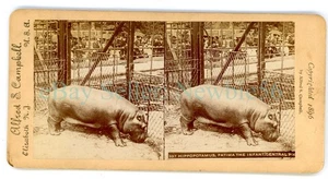 New York City NYC - HIPPOPOTAMUS FATIMA IN CENTRAL PARK ZOO - Stereoview - Picture 1 of 2