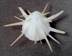 Spondylus imperialis 79mm F++ angelic PINKISH thorny collection WOW!!! - Picture 1 of 5