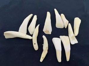 100 WHITE BUFFALO TEETH Taxidermy Animal Mount Display GREAT FOR JEWELRY Art - Picture 1 of 1