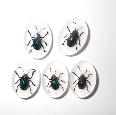 Insect Cabochon Shining Leaf Beetle Oval 18x25 mm on white 5 pieces Lot - Image 1 of 4