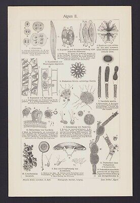 Lithografie 1905: Algen II/III. Ur-Pflanzen Natur Alge Wasser Biologie Botanik • 16.09€