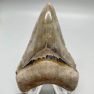 Sharply Serrated 3.11" Fossil MEGALODON Shark Tooth- Bone Valley Fm, Venice, FL - Picture 1 of 7