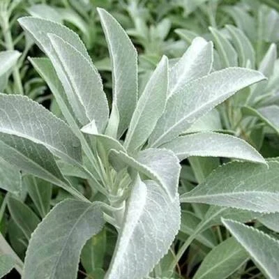 SAGE APIANA Rare, 50 SEEDS + FREE - Image 1 of 3