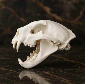 LifeSize Mountain Lion Cougar Puma Skull Replica Museum Quality Anatomical model - Picture 1 of 4