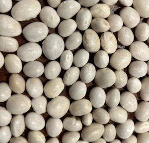 White Caballero Bean Heirloom Seed Packet - Picture 1 of 1