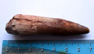 Diente de dinosaurio Spinosaurus, fósil Marruecos, 70mm, certificado genuino - Imagen 1 de 3