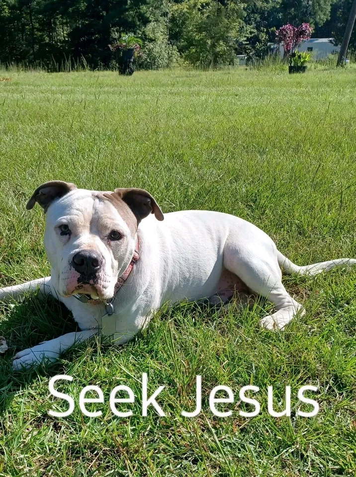 2vd835 Google Fi Code. Please Use This For  New Subscriber $60 Dollar  Credit! - Image 1 of 2