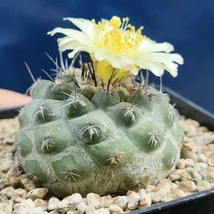 Copiapoa Esmeraldana CH 44.1 (Pan De Azucar) POT 7 CM Own root RARE!!!! - Imagen 1 de 5