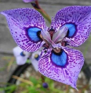 500 Phalaenopsis Samen Schmetterling Orchidee Blume Samen Motte Orchidee Gartenblumen - Bild 1 von 1