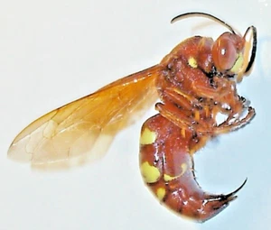 PACIFIC CICADA KILLER (S. convallis), A1 FEMALE w/STINGER OUT - MOJAVE DESERT NV - Picture 1 of 6