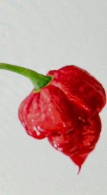 Trinidad Scorpion hot pepper seeds (15 seeds) - Image 1 of 2