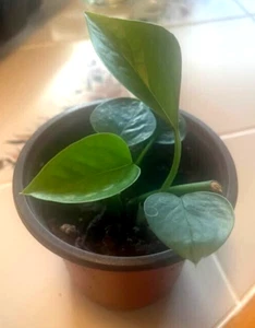 Indoor Plants-Pothos Vine - Picture 1 of 3