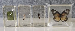 Butterfly Development Lifecycle Life Cycle Specimen Acrylic Block Educational  - Picture 1 of 1