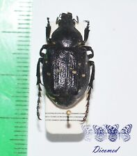 Coleoptera Cetoniidae Gnorimus variabilis 1ex Italy.
