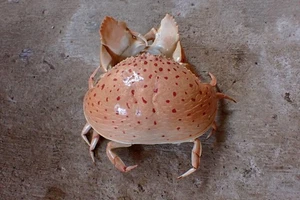 MarineLife Crab Taxidermy - Crab (Calappa calappa.) - 117mm - Picture 1 of 4