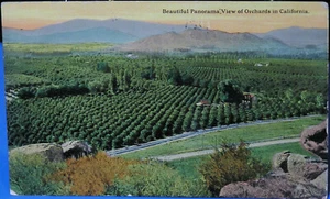 Vtg California - Panoramic View of Orchards (1913) - Picture 1 of 2