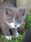 SPONSOR RESCUED KITTEN GREY FERAL CAT RESCUE FOOD VET Rec his COLOR PHOTO