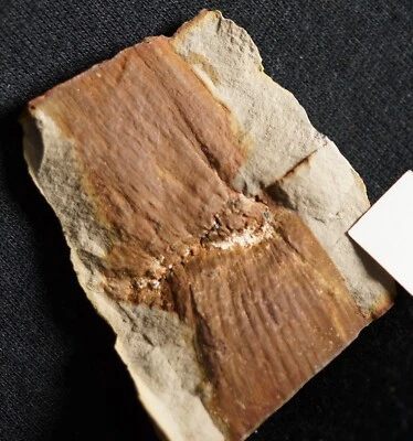 Beautiful horsetail fossil plant in nodule Calamite carinatus not Mazon Creek - Image 1 of 4