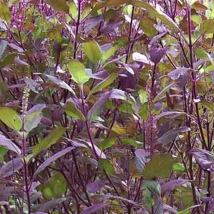 Red Leaf Holy Basil Seeds, NON-GMO, Tulsi, Monk's Basil, Ayurveda, FREE SHIPPING - Picture 1 of 2