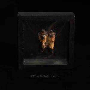 Fossil Kamelzahn - Suwannee River, Florida (3" Vitrine) 3441 - Bild 1 von 4