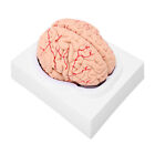 Human Brain Model 8 Parts Detachable Anatomical Brain Model For Science HGF