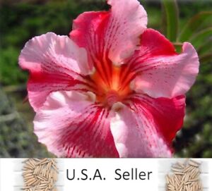 Adenium Obesum Lucky in Love Desert Rose 10 seeds Germination rate: 90%