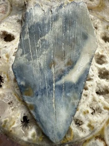 3.2” 🌊🦈 MEGALODON Shark Tooth NATURAL FOSSIL RARE SOUTH CAROLINA - Picture 1 of 4
