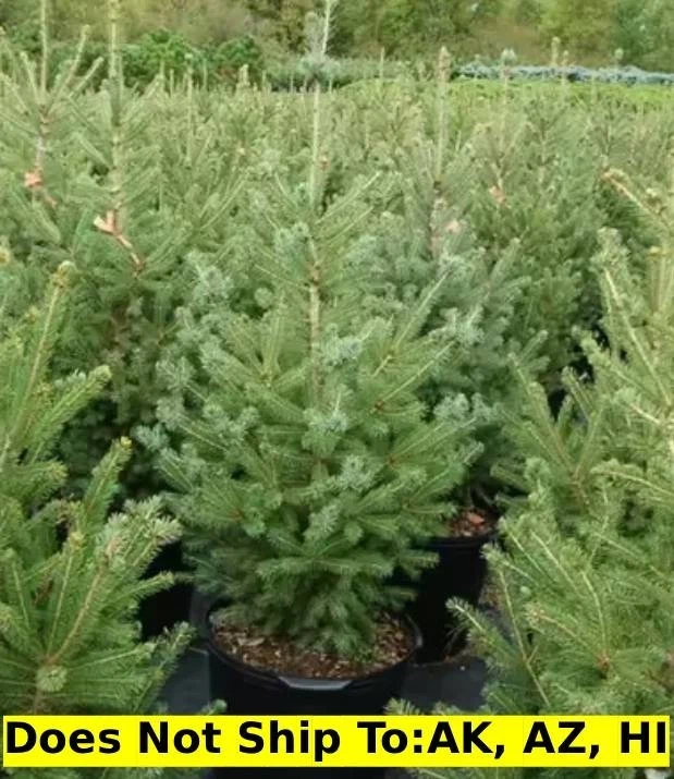 Montrose Spire White Spruce 1-2ft H Outdoor Evergreen Deer Resistant Tree - Image 1 of 4