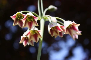 20 HONEY GARLIC Seeds (Allium siculum) | NON-GMO | Free shipping | Annual - Picture 1 of 3