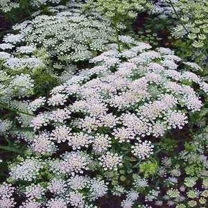 QUEEN ANNE'S LACE 2,500 SEEDS AMMI MAJUS LONG FLOWERING EGYPTIAN HARDY BULK - Picture 1 of 6