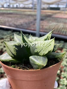 Sukkulente Lebenspflanze Haworthia comptoniana 'URAHANNYA', Liliaceae 7-9CM - Bild 1 von 5