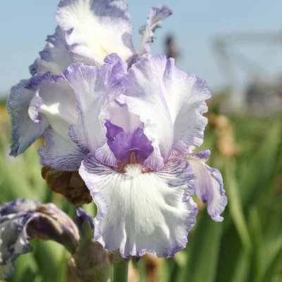 Fácil de cultivar iris barbudo conde de Essex bulbos de plantas, flores en primavera y otoño Foto 1 de 3